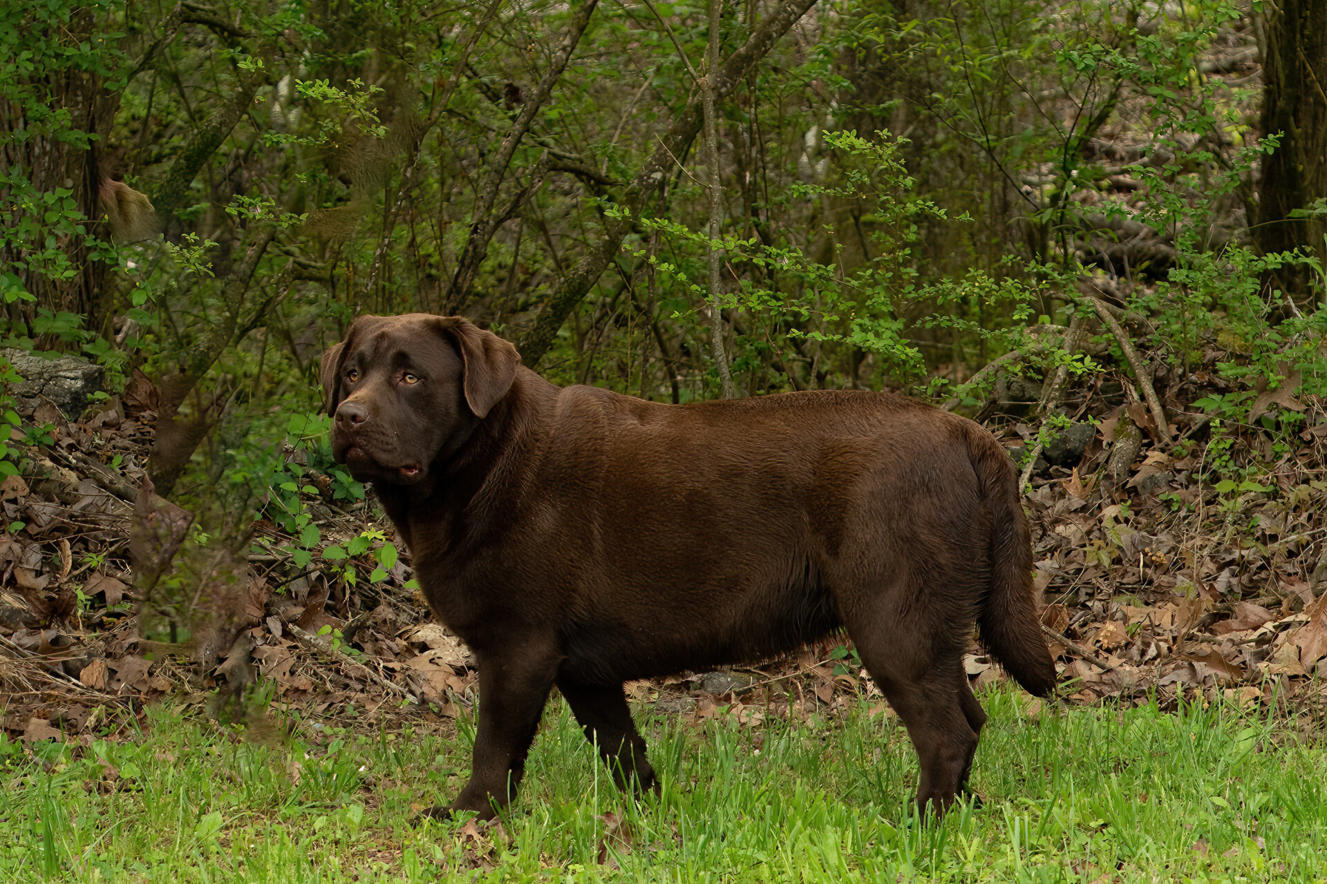 Majesty A