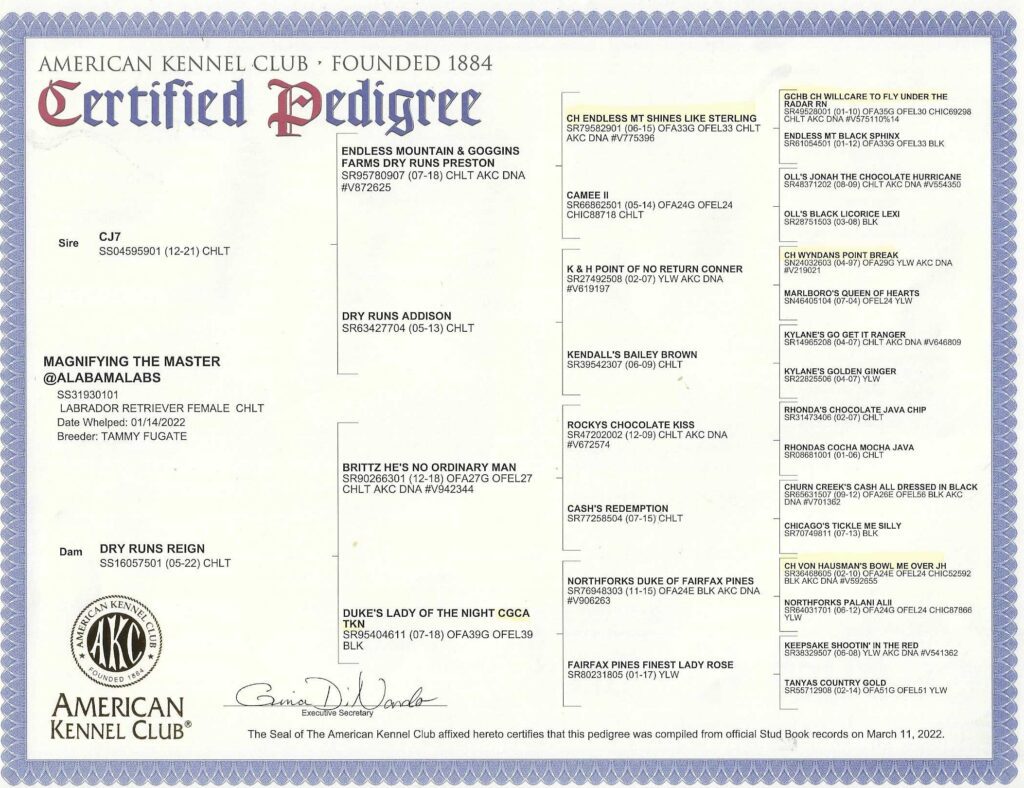 Majesty's Pedigree