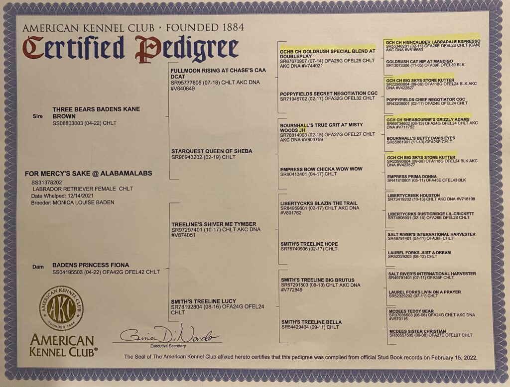 Mercy's Pedigree.jpg_1683045018