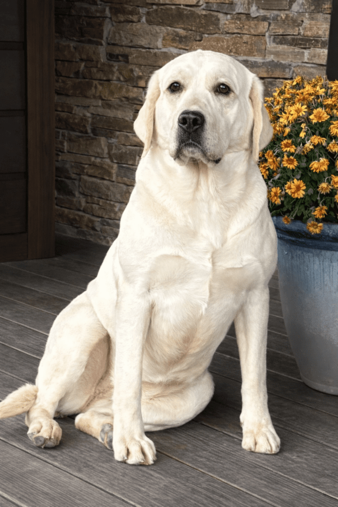 Dolly 6a