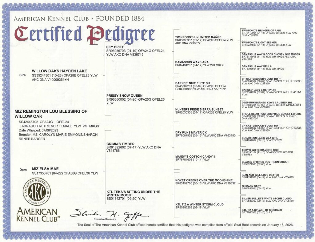 Remi's Pedigree